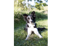 Lucky the Border Collie is looking for a happy ending in the movie You Lucky Dog.