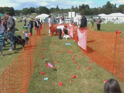 Video thumbnail 2 for Video: Kong Alley game at the Cold Wet Nose Show - Tags:buddy
Cold Wet Nose Show
Labrador Retriever
Star
