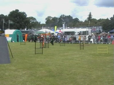 Video thumbnail 1 for Video: Dog agility with fire - Tags:agility
Cold Wet Nose Show
fire
