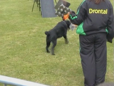 Video thumbnail 2 for Video: Dog agility with fire - Tags:agility
Cold Wet Nose Show
fire
