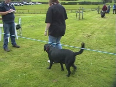 Video thumbnail 1 for Video: Obedience competition goes terribly wrong! - Tags:competition
Labrador Retriever
obedience
