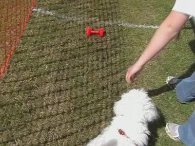Video thumbnail 3 for Video: Star won't do timed retieve - Tags:Bichon Frise
Cold Wet Nose Show
retrieve
