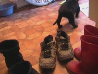 Video thumbnail 1 for Video: Buddy's first day - Tags:buddy
Labrador Retriever
puppy
