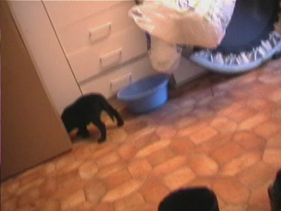 Video thumbnail 2 for Video: Buddy's first day - Tags:buddy
Labrador Retriever
puppy

