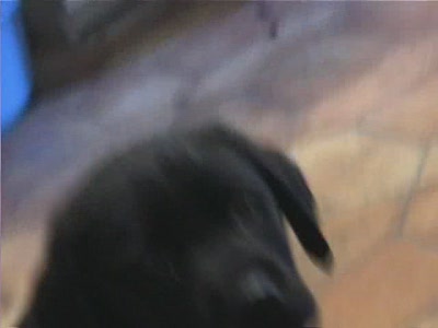 Video thumbnail 4 for Video: Buddy's first day - Tags:buddy
Labrador Retriever
puppy

