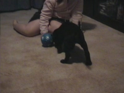 Video thumbnail 1 for Video: Buddy as a puppy with a treat ball - Tags:buddy
Labrador Retriever
puppy
treat ball
