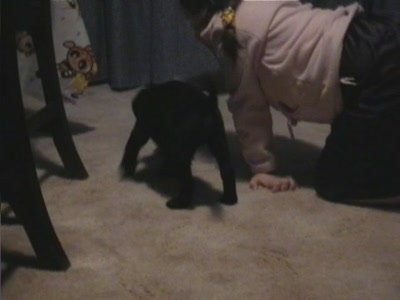 Video thumbnail 3 for Video: Buddy as a puppy with a treat ball - Tags:buddy
Labrador Retriever
puppy
treat ball
