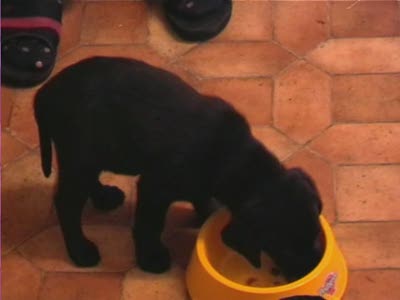 Video thumbnail 0 for Video: Buddy's first meal - Tags:buddy
food
Labrador Retriever
puppy
