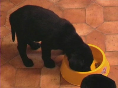 Video thumbnail 1 for Video: Buddy's first meal - Tags:buddy
food
Labrador Retriever
puppy
