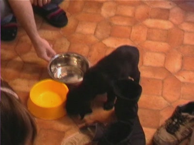 Video thumbnail 3 for Video: Buddy's first meal - Tags:buddy
food
Labrador Retriever
puppy
