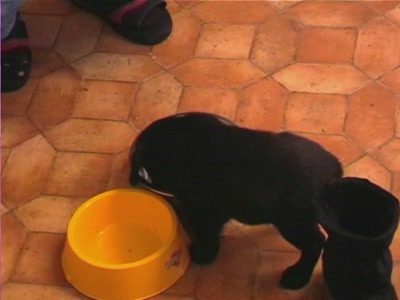 Video thumbnail 4 for Video: Buddy's first meal - Tags:buddy
food
Labrador Retriever
puppy

