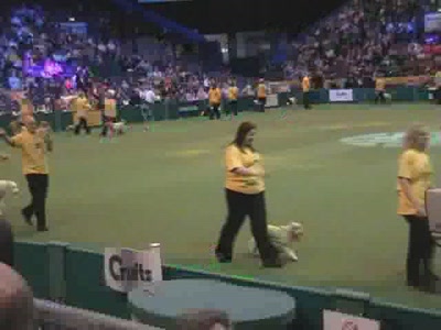 Video thumbnail 4 for Video: Crufts - Tags:crufts
