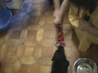 Video thumbnail 0 for Video: Buddy tug of war - Tags:buddy
Labrador Retriever
play
puppy
toy
