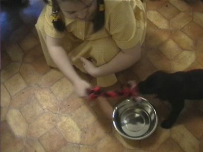 Video thumbnail 1 for Video: Buddy tug of war - Tags:buddy
Labrador Retriever
play
puppy
toy
