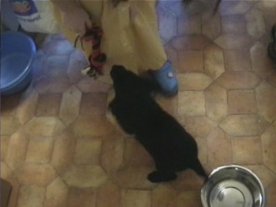 Video thumbnail 3 for Video: Buddy tug of war - Tags:buddy
Labrador Retriever
play
puppy
toy
