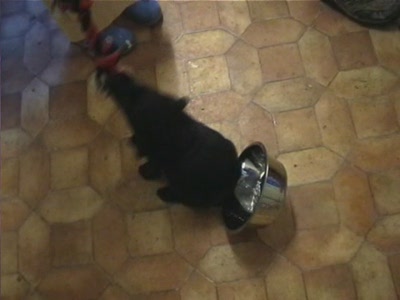 Video thumbnail 4 for Video: Buddy tug of war - Tags:buddy
Labrador Retriever
play
puppy
toy
