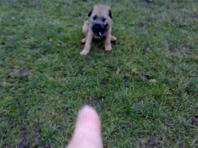 Video thumbnail 1 for Video: Puppy Recall - Tags:Border Terrier
come
puppy
puppy recall
recall
Wait
