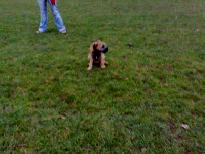 Video thumbnail 2 for Video: Puppy Recall - Tags:Border Terrier
come
puppy
puppy recall
recall
Wait
