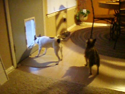 Video thumbnail 0 for Video: DoggyDishCam.com - Tags:buffer
doggy door
funny
funny dog
rudy
