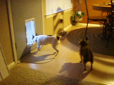 Video thumbnail 1 for Video: DoggyDishCam.com - Tags:buffer
doggy door
funny
funny dog
rudy
