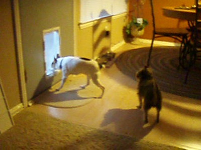 Video thumbnail 3 for Video: DoggyDishCam.com - Tags:buffer
doggy door
funny
funny dog
rudy
