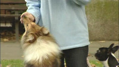 Video thumbnail 2 for Video: The benefits of dog agility - Tags:agility
Boston Terrier
Gina Graham
Jeremy Edwards
Shetland Sheepdog
