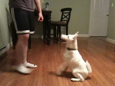 Video thumbnail 1 for Video: Otto, the dancing smooth fox terrier - Tags:cute
dancing
funny
Smooth Fox Terrier
