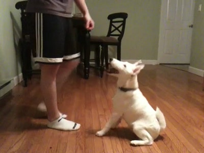 Video thumbnail 2 for Video: Otto, the dancing smooth fox terrier - Tags:cute
dancing
funny
Smooth Fox Terrier
