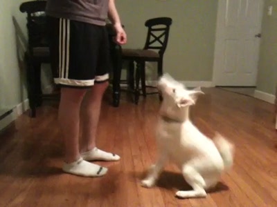 Video thumbnail 3 for Video: Otto, the dancing smooth fox terrier - Tags:cute
dancing
funny
Smooth Fox Terrier
