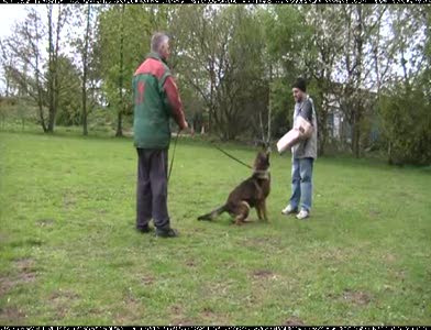 Video thumbnail 0 for Video: Anthony has a go at Schutzhund - Tags:German Shepherd Dog
Schutzhund
