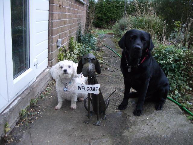 Welcome from Buddy and Star Tags: Bichon Frise
buddy
Labrador Retriever
Star
welcome