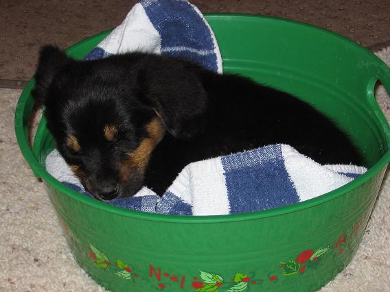 Dogs name: DaisyOwners Name: Elise ALdox. and beagle cross. about 8 weeks old here.  I found her a parking lot at about 6 weeks. somebody had dropped her off. Tags: Crossbreeds
