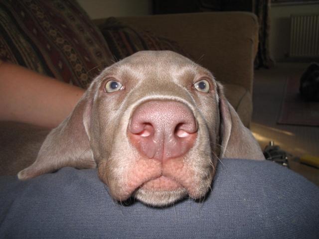 Dogs name: WatsonOwners Name: Miss Pittwood Tags: Weimaraner