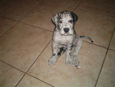 Dogs name: BodaciousOwners Name: this is Dacious as a puppy. He is now 5 months and weighs about 70lbs. He just keeps growing! Tags: Great Dane