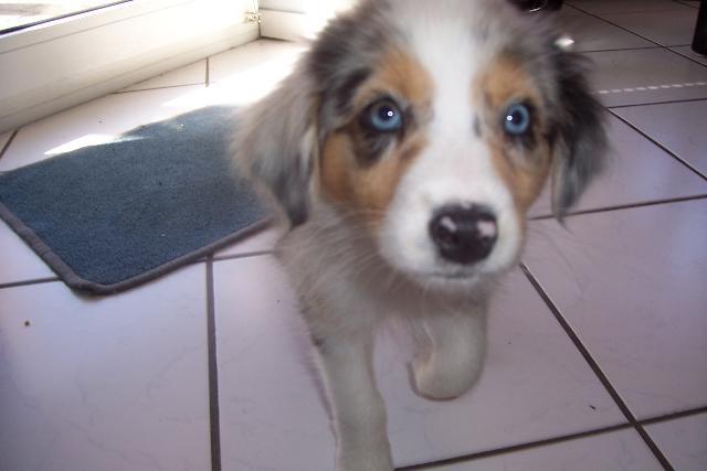Dogs name: CoraOwners Name: Lea Marquart Tags: Australian Shepherd