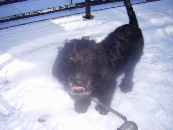 Dogs name: hurleyOwners Name: tracithis is a photo of hurley's first snow beard. he will be 5 months old on feb. 26! Tags: Labradoodle