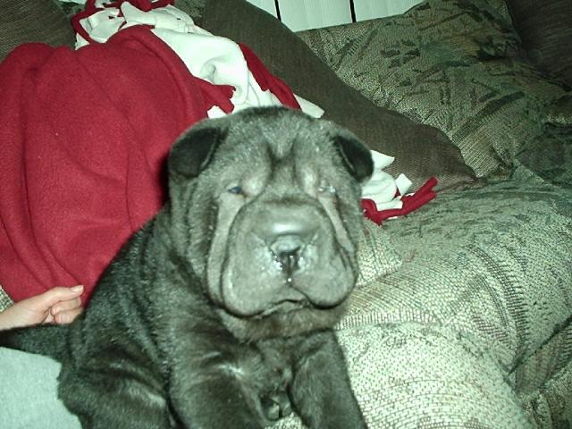 Dogs name: BearOwners Name: Justin RaleyThis is Bear at 7 weeks old Tags: Shar Pei