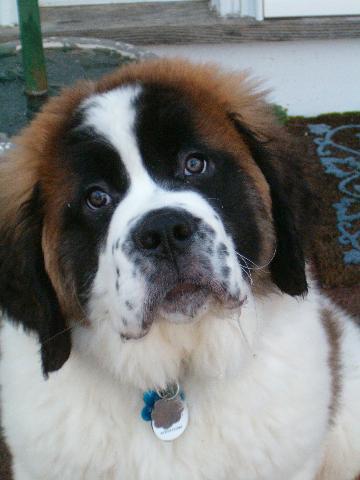 Dogs name: Montague 'Monty' BennetOwners Name: Gill HoweEverything we ever wanted.....plus drool!!! Tags: Saint Bernard
