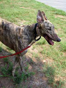 Dogs name: Sportie SunfireOwners Name: Stevie HretzRetired at age 2.5 from a Florida track--she loves sleeping and collecting her toys (I noticed there was no mention of greyhounds' propensities to collect and 