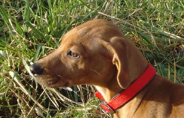 Dogs name: skipOwners Name: allanskip is a 4-5 mthold female. A rescue dog with no history,never the less a craking we dog! vizsla cross- staford- ? Tags: Crossbreeds