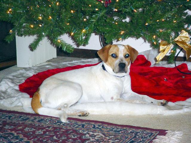 Dogs name: CooperOwners Name: Garland HippsWe were told that Cooper was a Beagle Harrier when we got him, But I believe that he is a Beagle/ Pointer mix. Doesn't matter he is a great dog. Tags: Crossbreeds