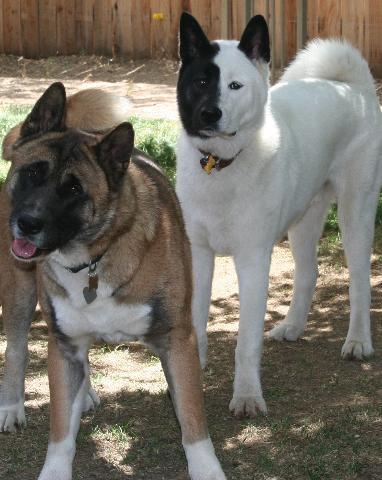 Dogs name: Kianti and JavaOwners Name: Rhonda and Glenn H. Tags: Akita
