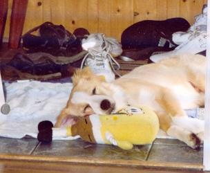 Dogs name: CowboyOwners Name: Gabrielle VachonCowboy's favorite activities include frisbee, agility, swimming and squeeking his toy untill he drives everyone crazy. Tags: Australian Shepherd
