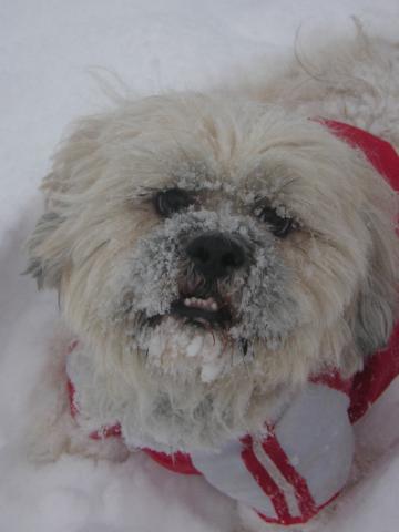 Dogs name: UlisesOwners Name: Roxanahe is my baby. Tags: Lhasa Apso