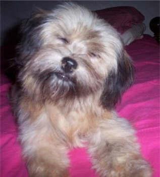 Dogs name: c.c.Owners Name: ????she is 3 yrs old she is soo cute Tags: Lhasa Apso