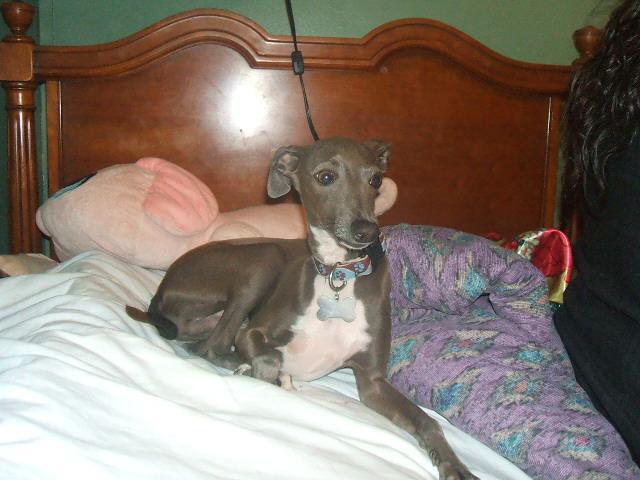 Dogs name: steelOwners Name: rachelthis is my dog he 2 i love him but i cant take him anywhere he freeks out............. Tags: Italian Greyhound