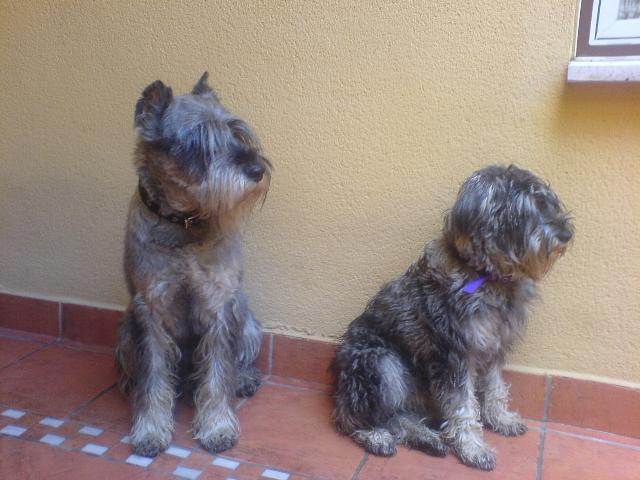 Dogs name: Davor & LanaOwners Name: KanielDavor 9 years, Lana 6 months on this pic. Tags: Standard Schnauzer