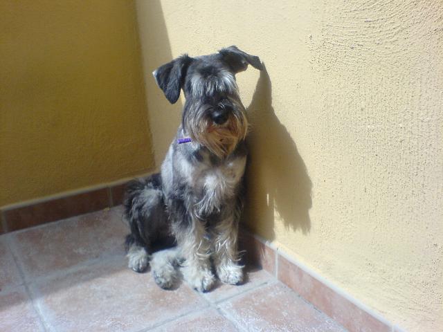 Dogs name:  LanaOwners Name: KanielLana 9 months on this pic. Tags: Standard Schnauzer