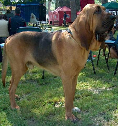 Dogs name: BadgerOwners Name: This is Badger! He is really friendly. Tags: Bloodhound
