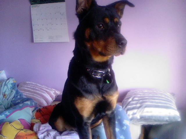 Dogs name: TobyOwners Name: Louise Ridgwellhe's soo cute! Tags: Crossbreeds